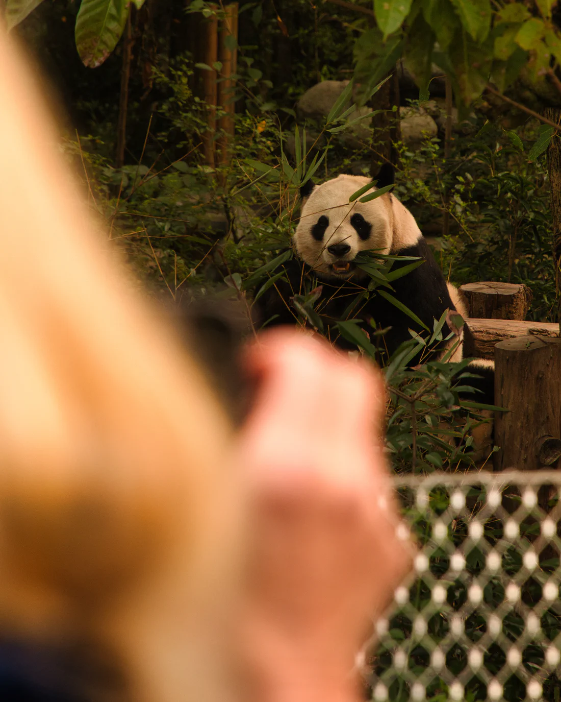 Photograph from HK, MAC & CHN