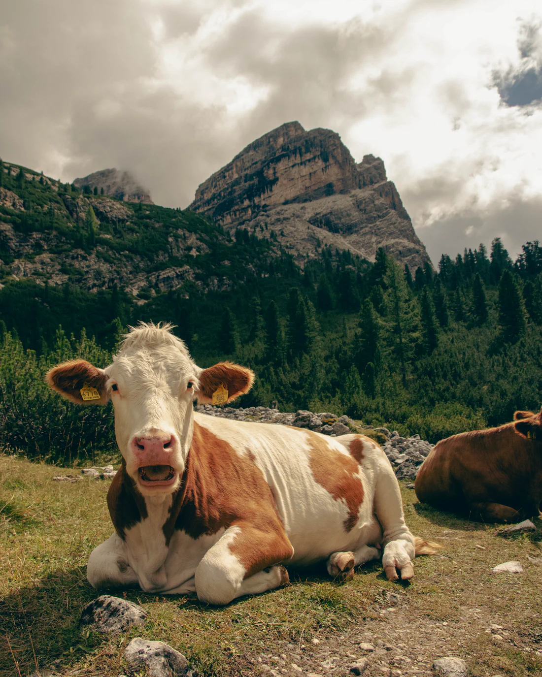 Photograph from Veneto e Dolomiti '25